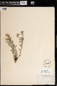 Heterotheca villosa image