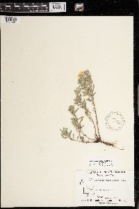Heterotheca villosa image