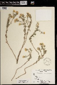 Heterotheca villosa image