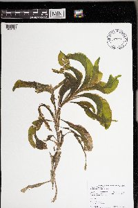 Potamogeton amplifolius image
