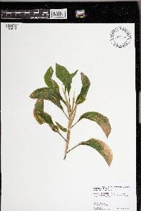 Potamogeton amplifolius image