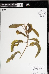 Potamogeton amplifolius image