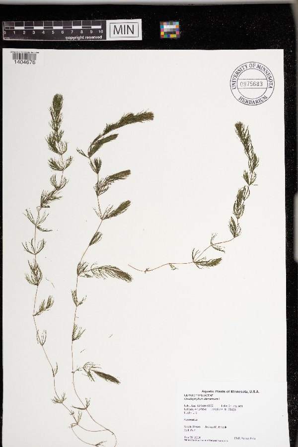 Ceratophyllaceae image