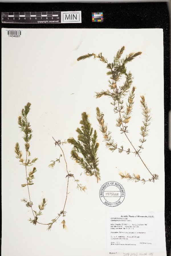 Ceratophyllum image