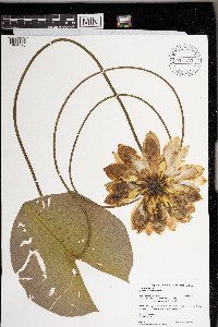 Nymphaea odorata image