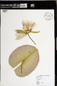 Nymphaea odorata image