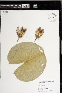 Nymphaea odorata image