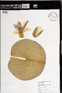 Nymphaea odorata image