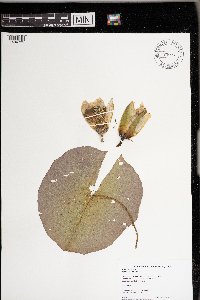 Nymphaea odorata image