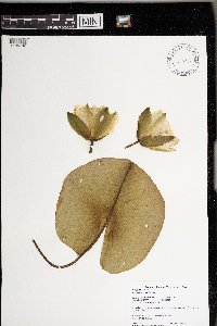 Nymphaea odorata image