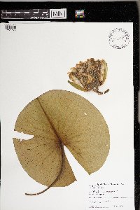 Nymphaea odorata image