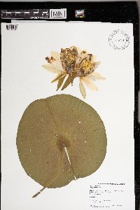 Nymphaea odorata image