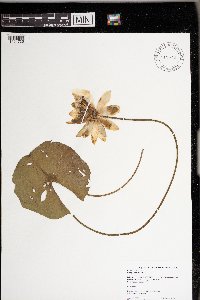 Nymphaea odorata image