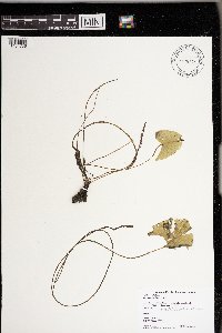 Nymphaea odorata image