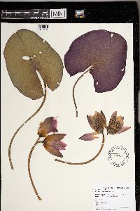 Media resource of Nymphaea odorata