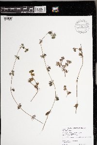 Ranunculus aquatilis image