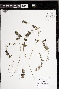 Ranunculus aquatilis image