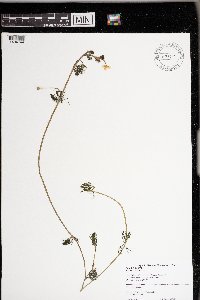 Ranunculus aquatilis image