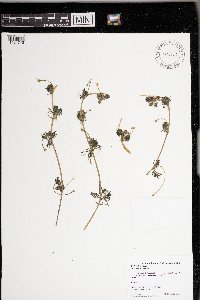 Ranunculus aquatilis image
