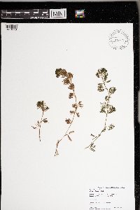 Ranunculus aquatilis image