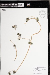 Ranunculus aquatilis image