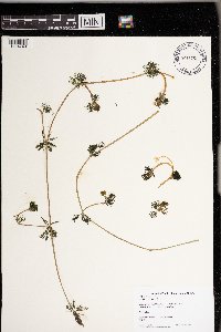 Ranunculus aquatilis image