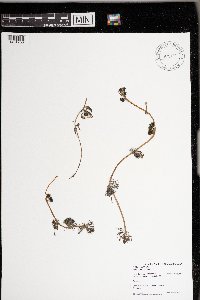 Ranunculus aquatilis image