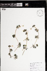 Ranunculus aquatilis image