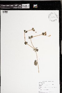 Ranunculus aquatilis image