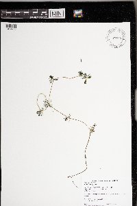 Ranunculus aquatilis image