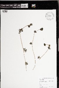 Ranunculus aquatilis image