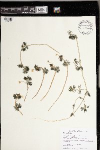 Ranunculus aquatilis image