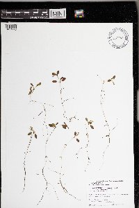 Potamogeton vaseyi image