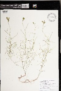 Potamogeton vaseyi image