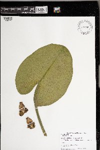 Nuphar variegata image