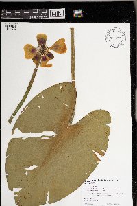 Nuphar variegata image