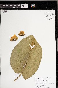 Nuphar variegata image