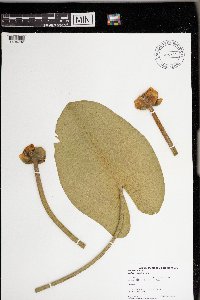 Nuphar variegata image