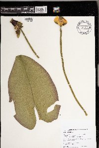 Nuphar variegata image