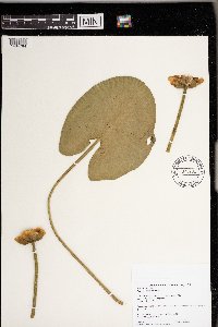 Nuphar variegata image