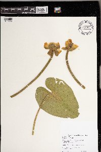 Nuphar variegata image