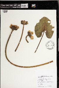 Nuphar variegata image