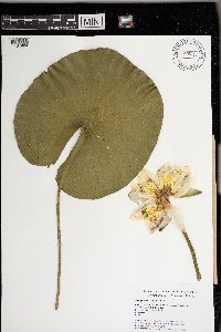 Nymphaea odorata image