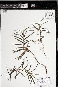 Potamogeton robbinsii image