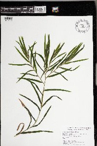 Potamogeton robbinsii image