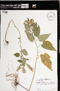 Symphyotrichum cordifolium image