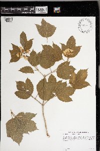 Viburnum opulus var. americanum image