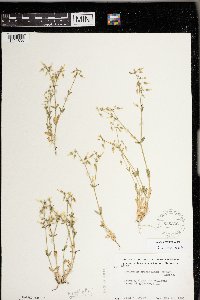 Cerastium brachypodum image