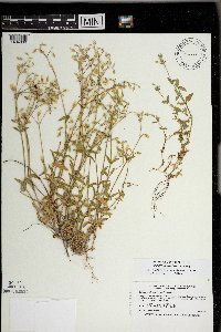 Cerastium fontanum image