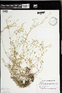 Cerastium fontanum image